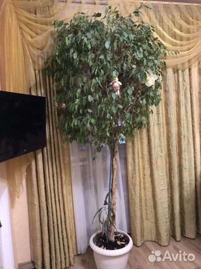 Фикус бенджамина большой