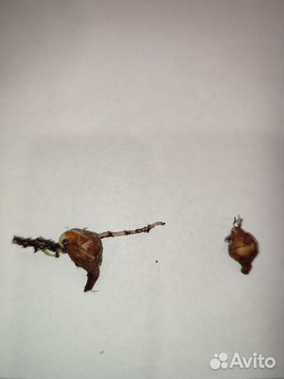 Клубни алоказии silver dragon