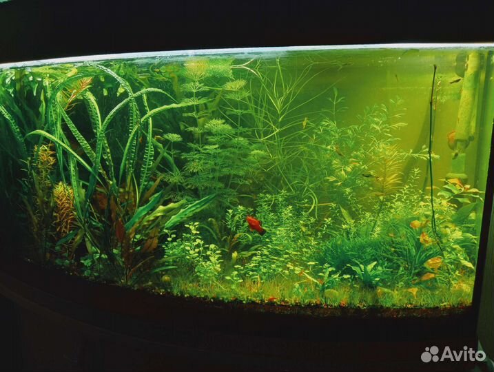 Аквариумные растения