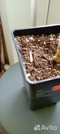 Аглаонема Боксинг, алоказия Калидора и живой мох