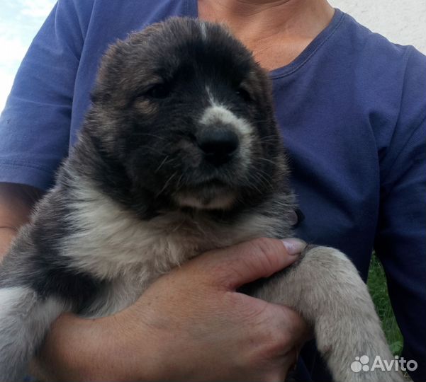 Щенки среднеазиатской овчарки Алабай