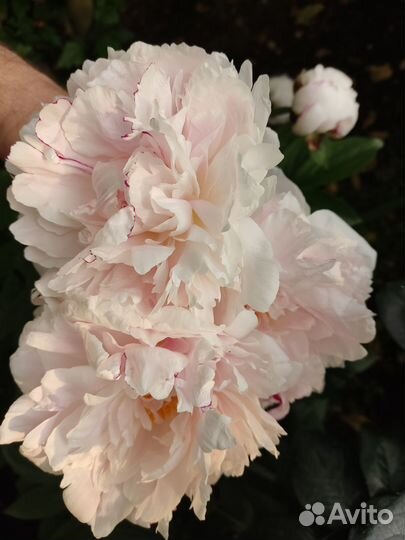 Пионы саженцы