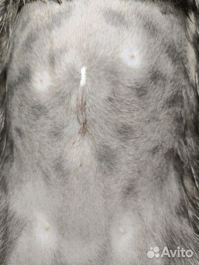 Стерилизация животных