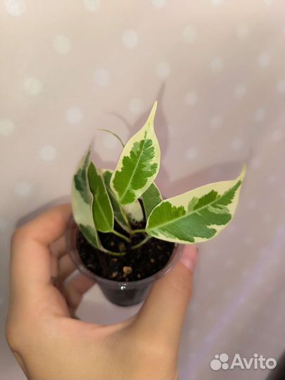 Фикусы сортовые