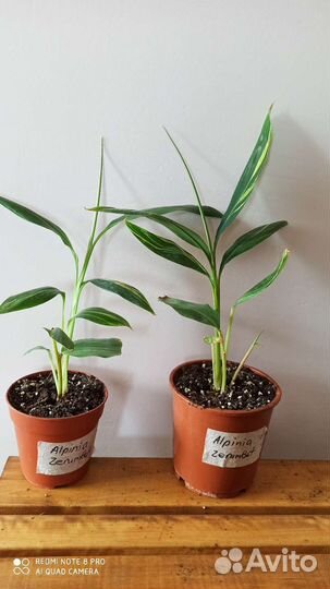 Альпиния Церумбет вариегатная