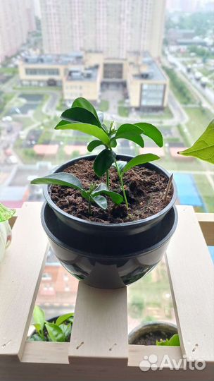 Мандариновое дерево 3 шт