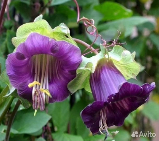 Кобея рассада