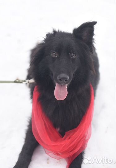 Молодой песик ищет дом, помощь приюту, собаки