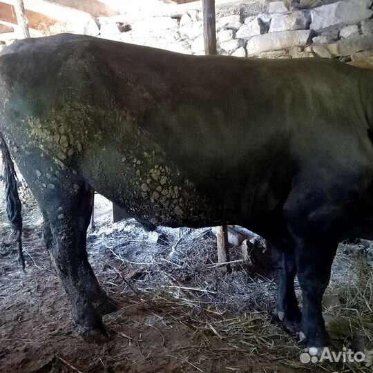 Бычки и быки