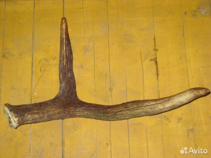 Рог лося для инсталляции или поделок
