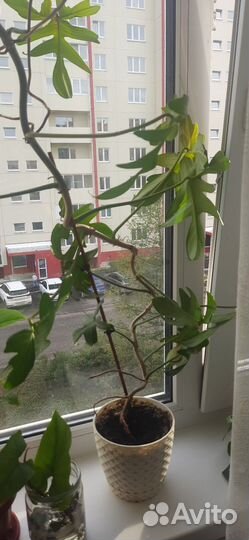Обменяю цветы на цветы