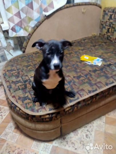 Американский питбультерьер щенки