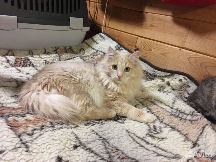 Рыжий кот ищет дом