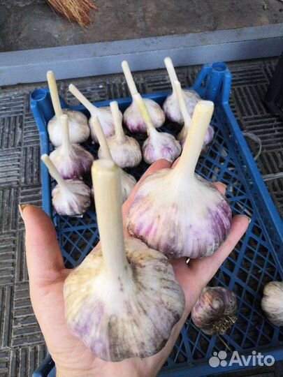 Чеснок сортовой на посадку