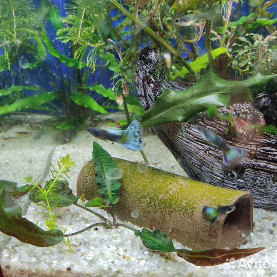 Гуппи чистая линия 