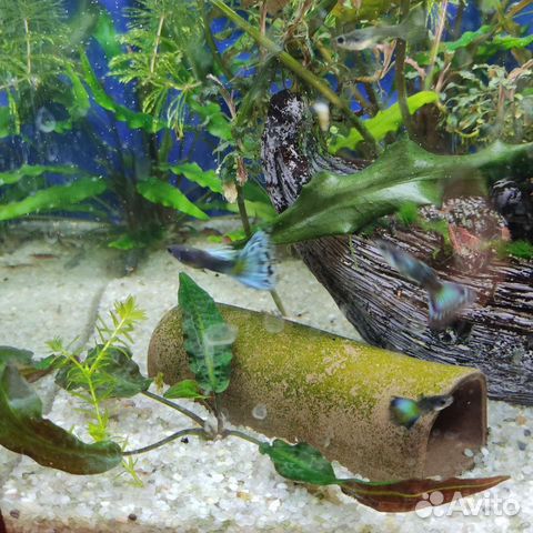 Гуппи чистая линия 