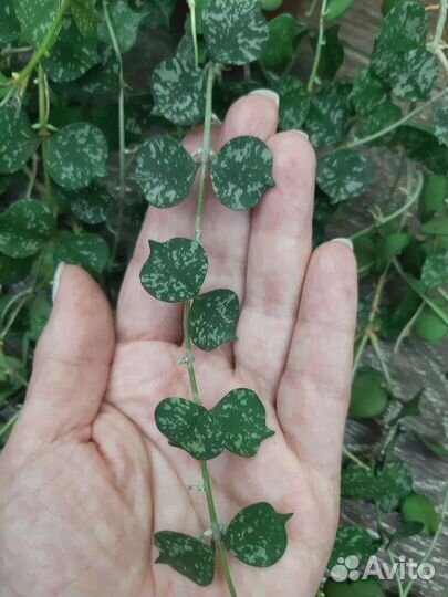 Хойи мелколистные 2