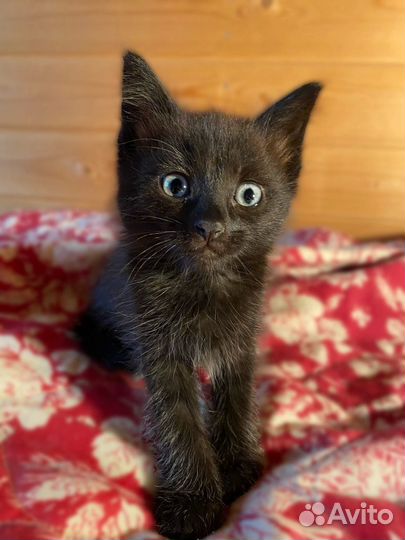 Котята ищут семьи