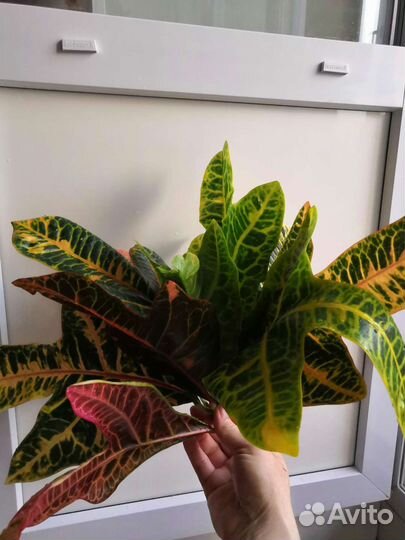 Кодиеум, несколько видов