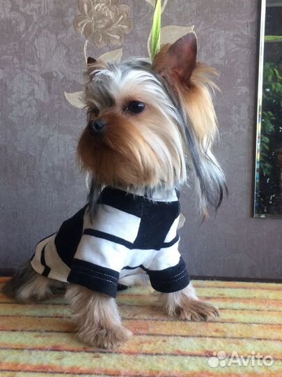 Йоркширские терьеры для вязки