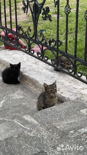 Раздам котят