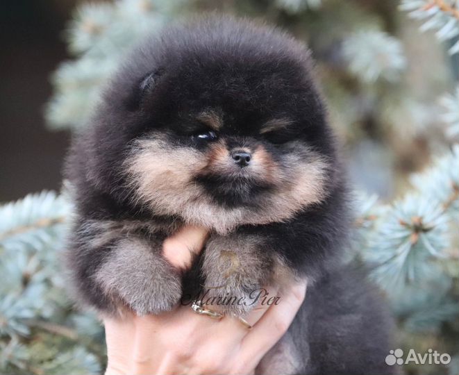 Померанский шпиц девочка