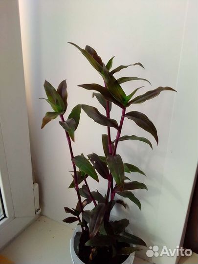 Традесканция сортовая. Purple Scimitars