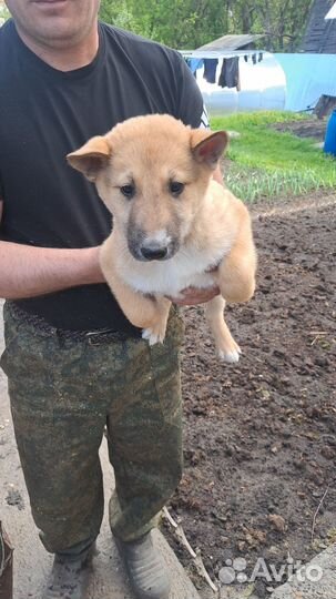 Продам щенков заподно сибирской лайки