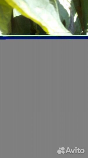 Помидоры свежие домашние