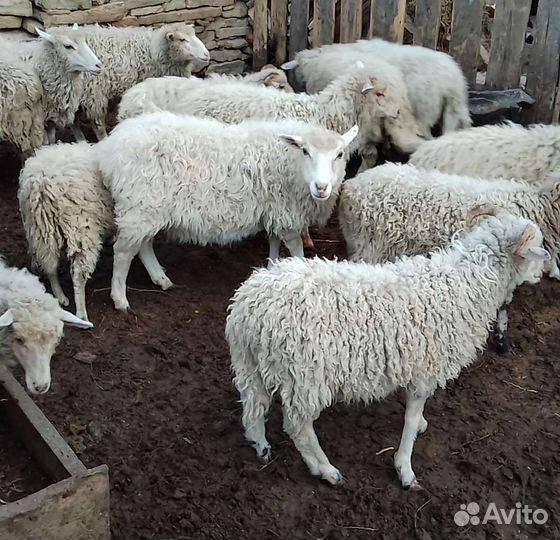 Овцы бараны оптом