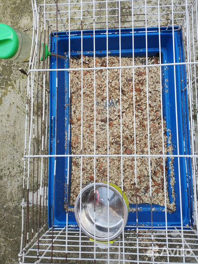 Морская свинка