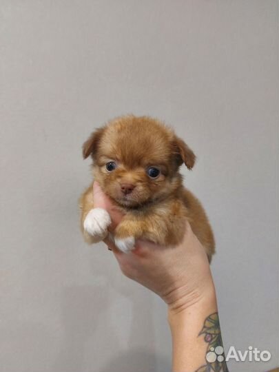 Щенки чихуахуа