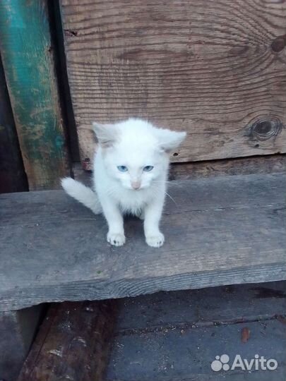 Котенок полярный кот