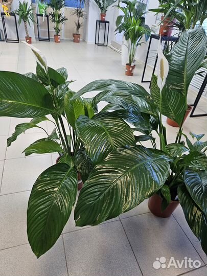 Лауреата Спатеффилум