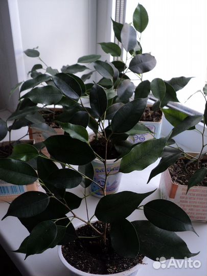 Фикус сорт 