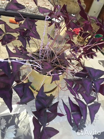 Кислица, ночная бабочка, мадам баттерфляй