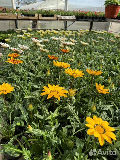 Рассада овощных и цветочных культур