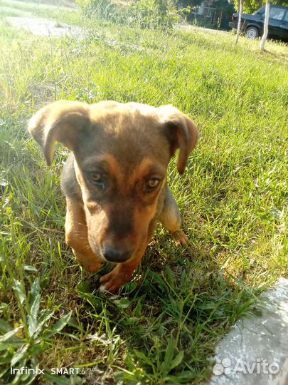 В добрые руки