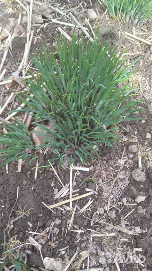 Лук многолетний