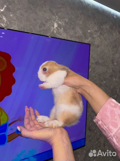 Карликовый кролик