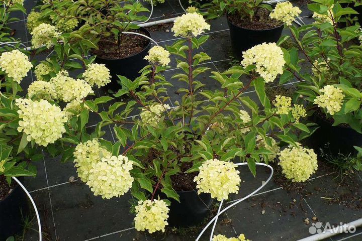 Гортензия метельчатая Perle de Festival