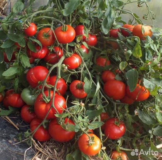 Монгольский Карлик томат семена от Кашиной