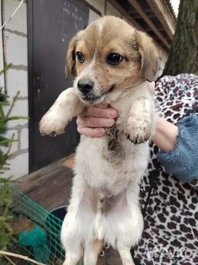 Собака в добрые руки отдам бесплатно