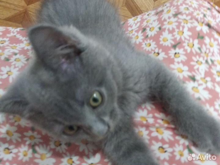 Котята