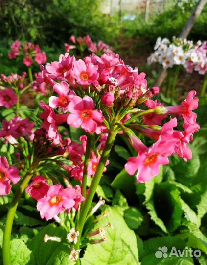 Красота для сада