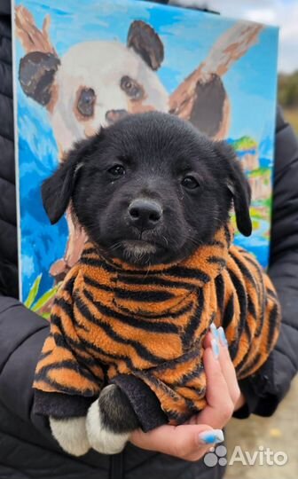 Щенулька Плуто