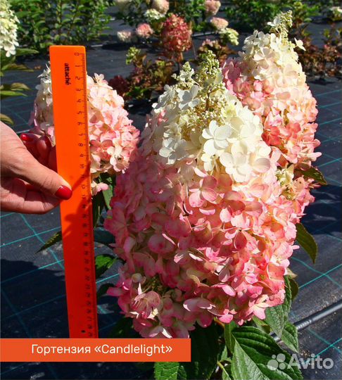 Гортензия метельчатая 30-40 см