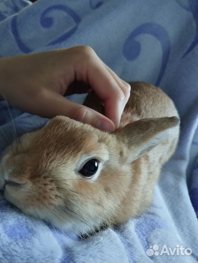 Декоративные кролики