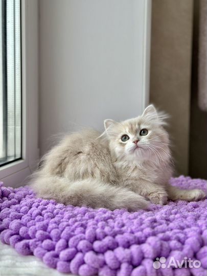 Котик 2 лиллвпя золотая шиншилла blh cy12