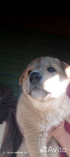 Продам щенка Метиса, мальчик